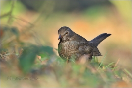 <p>KOS ČERNÝ (Turdus merula) /Common blackbird - Amsel/</p>